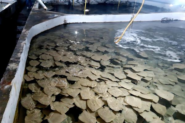 农村养什么可在短时间内挣钱，肉鸡、鸭子、斑鸠等动物是适宜选择