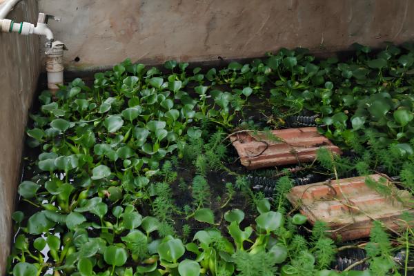 农村养什么可在短时间内挣钱，肉鸡、鸭子、斑鸠等动物是适宜选择