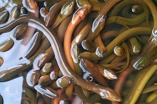 农村养什么可在短时间内挣钱，肉鸡、鸭子、斑鸠等动物是适宜选择