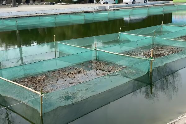 农村养什么可在短时间内挣钱，肉鸡、鸭子、斑鸠等动物是适宜选择