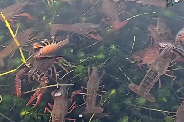 农村养什么可在短时间内挣钱，肉鸡、鸭子、斑鸠等动物是适宜选择