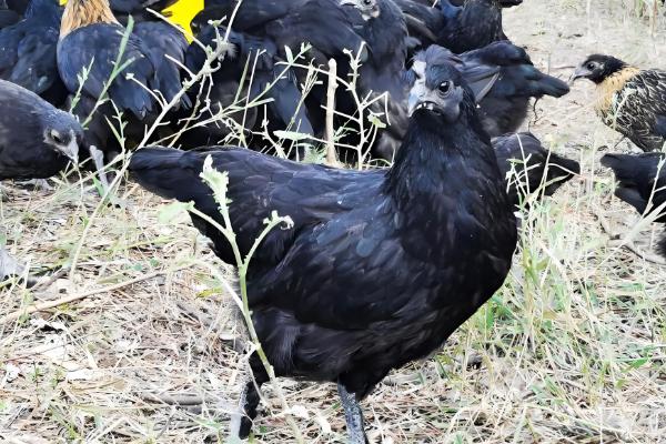 绿壳蛋鸡的养殖前景，有比较好的养殖前景