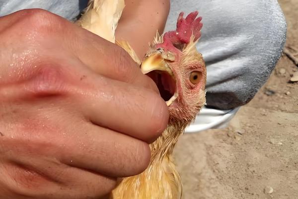 绿壳蛋鸡的养殖前景，有比较好的养殖前景