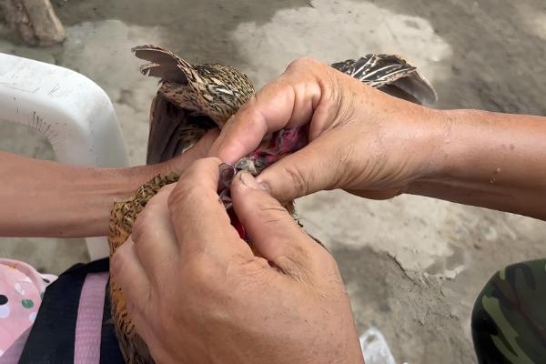 绿壳蛋鸡的养殖前景，有比较好的养殖前景