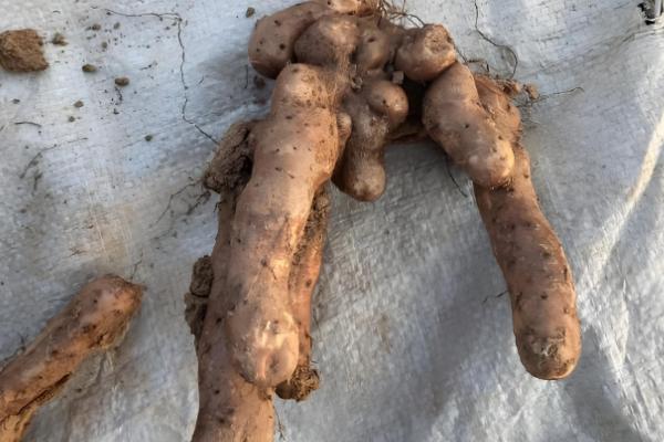 野生山药与人工种的区别，外形和口感均不同