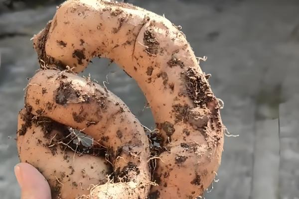 野生山药与人工种的区别，外形和口感均不同