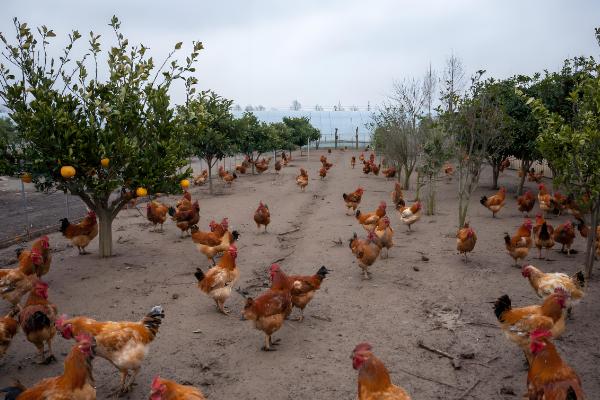 农村养什么可在短时间内挣钱，肉鸡、鸭子、斑鸠等动物是适宜选择