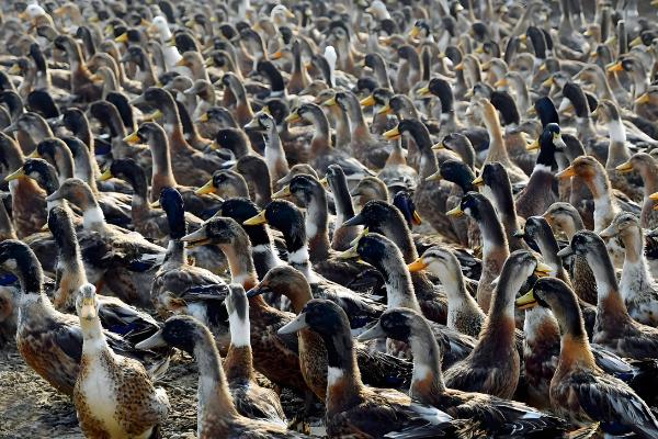 农村养什么可在短时间内挣钱，肉鸡、鸭子、斑鸠等动物是适宜选择