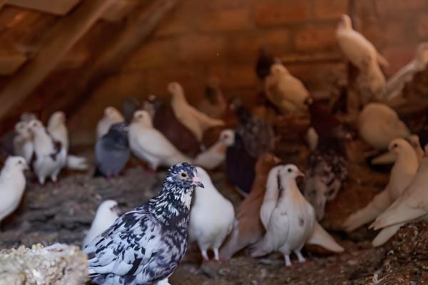 农村养什么可在短时间内挣钱，肉鸡、鸭子、斑鸠等动物是适宜选择