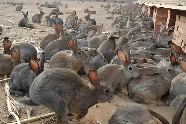 农村养什么可在短时间内挣钱，肉鸡、鸭子、斑鸠等动物是适宜选择