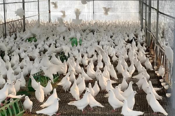 农村养什么可在短时间内挣钱，肉鸡、鸭子、斑鸠等动物是适宜选择