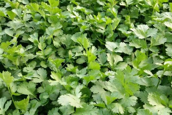 为什么栽香菜根不能活,可能是根系受损严重