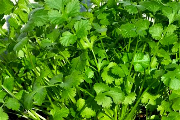 为什么栽香菜根不能活,可能是根系受损严重