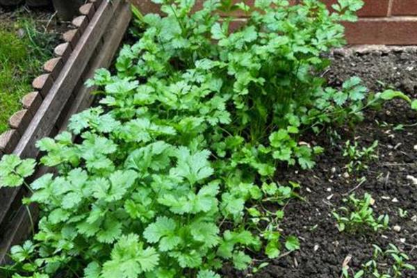 为什么栽香菜根不能活,可能是根系受损严重