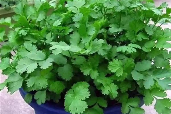 为什么栽香菜根不能活,可能是根系受损严重