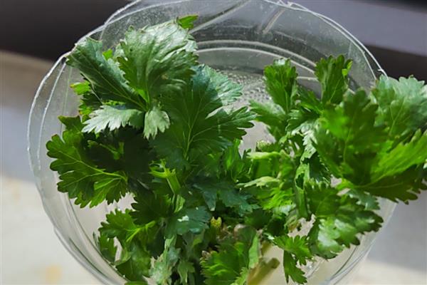 为什么栽香菜根不能活,可能是根系受损严重
