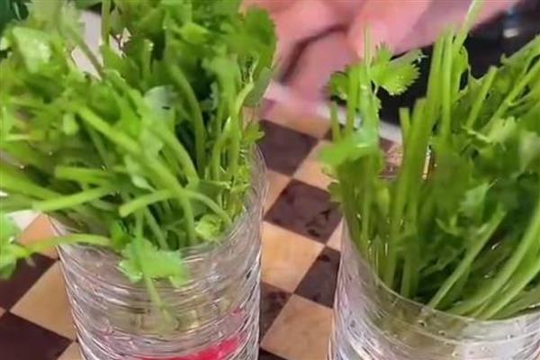 为什么栽香菜根不能活,可能是根系受损严重