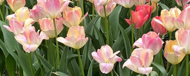 郁金香的土培方式，在9-10月份进行