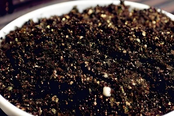 天鹅绒多肉怎么养殖，让土壤处于湿润状态