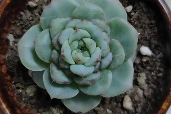 天鹅绒多肉怎么养殖，让土壤处于湿润状态