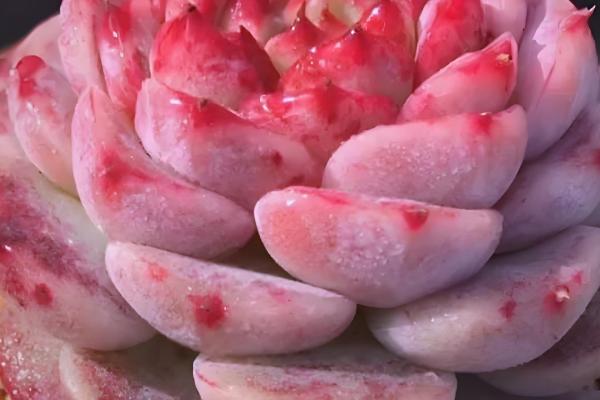 天鹅绒多肉怎么养殖，让土壤处于湿润状态