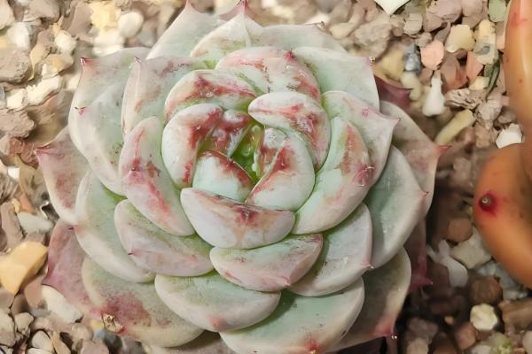 天鹅绒多肉怎么养殖，让土壤处于湿润状态