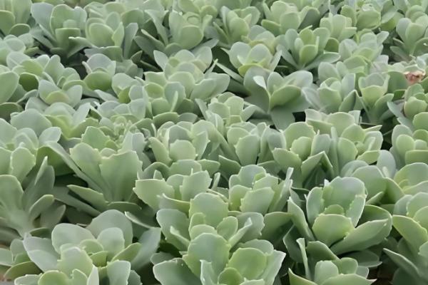 天鹅绒多肉怎么养殖，让土壤处于湿润状态