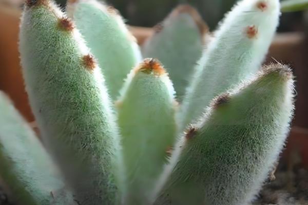 天鹅绒多肉怎么养殖，让土壤处于湿润状态