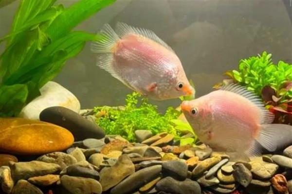 接吻鱼能和斑马鱼混养吗，可以和斑马鱼混养