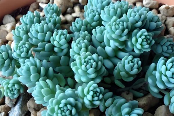 天鹅绒多肉怎么养殖，让土壤处于湿润状态