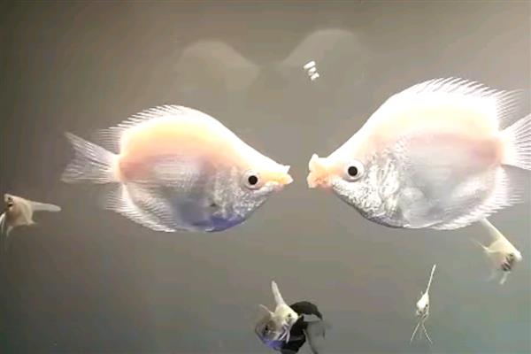 接吻鱼能和斑马鱼混养吗，可以和斑马鱼混养
