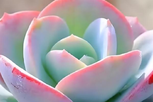 天鹅绒多肉怎么养殖，让土壤处于湿润状态