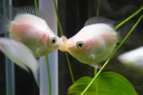 接吻鱼能和斑马鱼混养吗，可以和斑马鱼混养