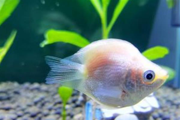 接吻鱼能和斑马鱼混养吗，可以和斑马鱼混养