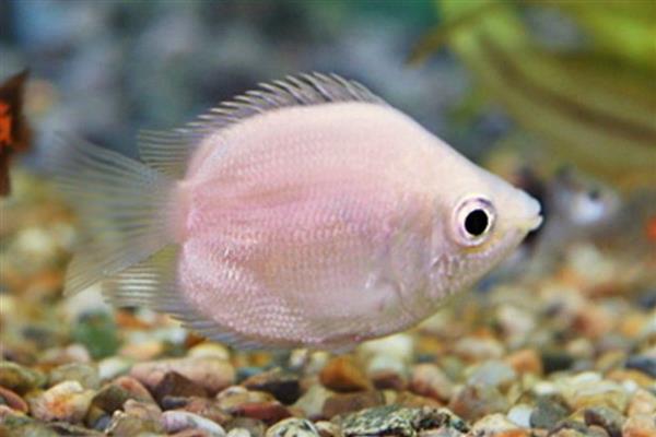 接吻鱼能和斑马鱼混养吗，可以和斑马鱼混养