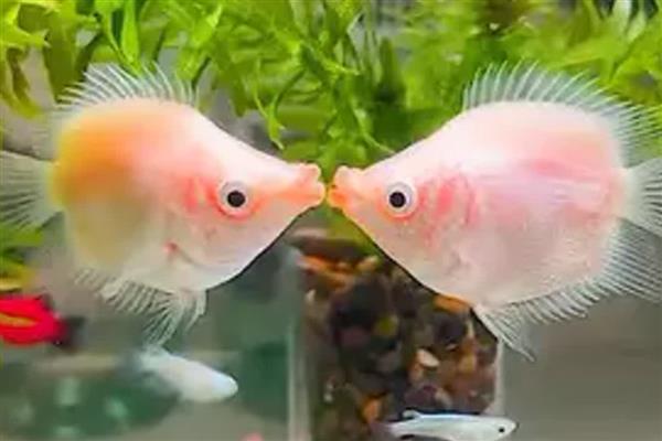 接吻鱼能和斑马鱼混养吗，可以和斑马鱼混养