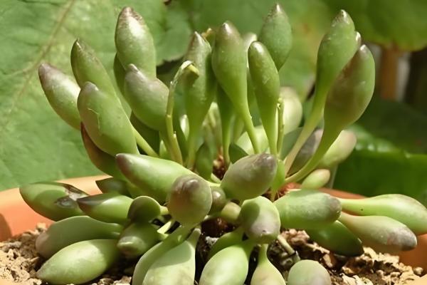 天鹅绒多肉怎么养殖，让土壤处于湿润状态