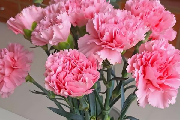 哪些花卉适合在母亲过生日时赠送,康乃馨、满天星等品种是不错的选择