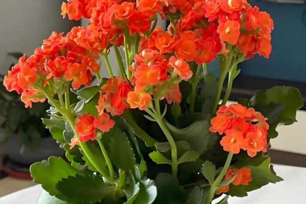 哪些花卉适合在母亲过生日时赠送,康乃馨、满天星等品种是不错的选择