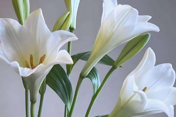 哪些花卉适合在母亲过生日时赠送,康乃馨、满天星等品种是不错的选择