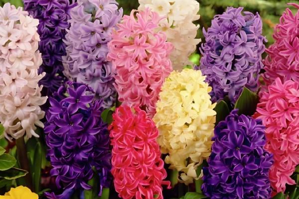 哪些花卉适合在母亲过生日时赠送,康乃馨、满天星等品种是不错的选择