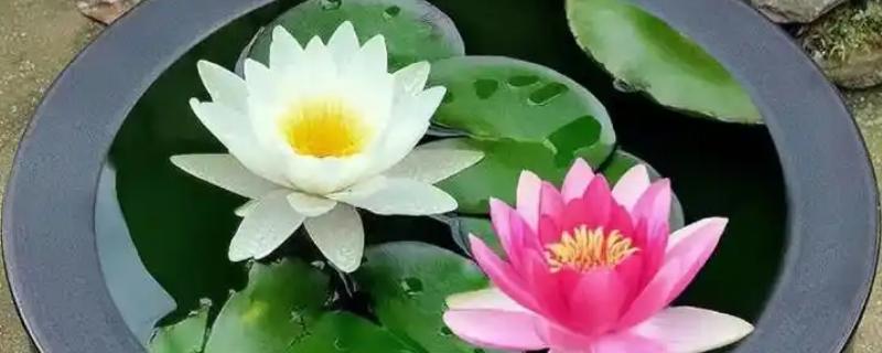 养植睡莲的盆，可以选择广口盆或水缸等