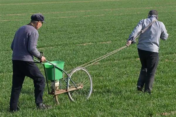 硝酸钙肥料有什么用途,可作为叶面肥来使用
