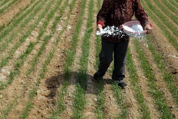 硝酸钙肥料有什么用途,可作为叶面肥来使用