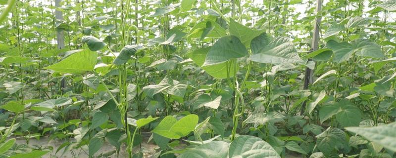 芸豆的收获时间，采收时间与所处地区有关