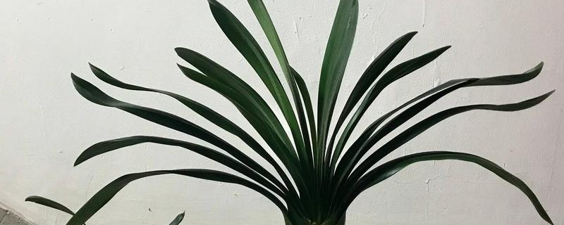 植物被冻坏了如何处理，把室温保持在15℃左右