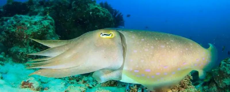 乌贼为什么会喷墨水，是保护自己的一种手段