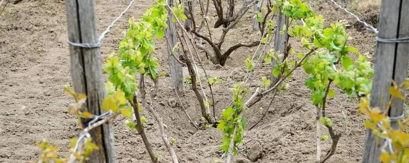 让葡萄苗快速发芽的方法，可将温度保持在15℃左右