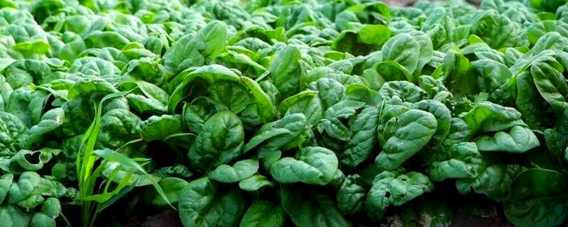 冬菠菜的施肥管理方法，尽可能少用氨态氮肥