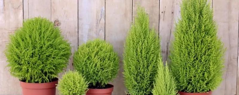 香松植物如何繁殖，可播种繁殖也可扦插繁殖